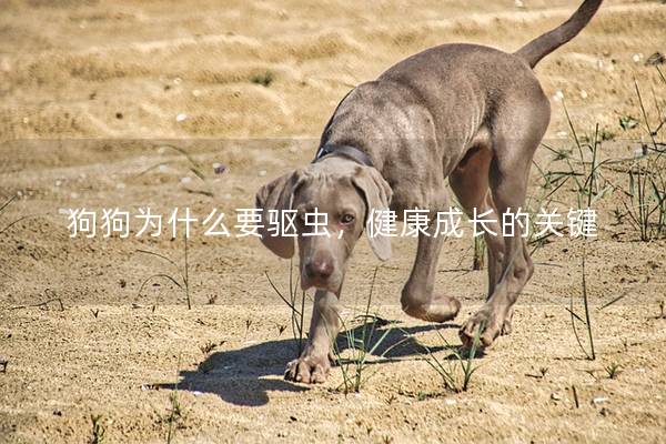 狗狗为什么要驱虫，健康成长的关键