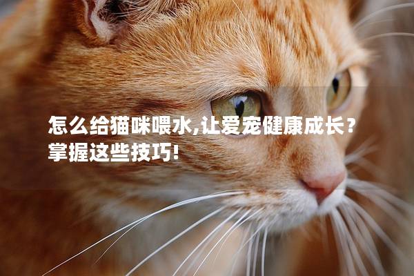 怎么给猫咪喂水,让爱宠健康成长？掌握这些技巧!
