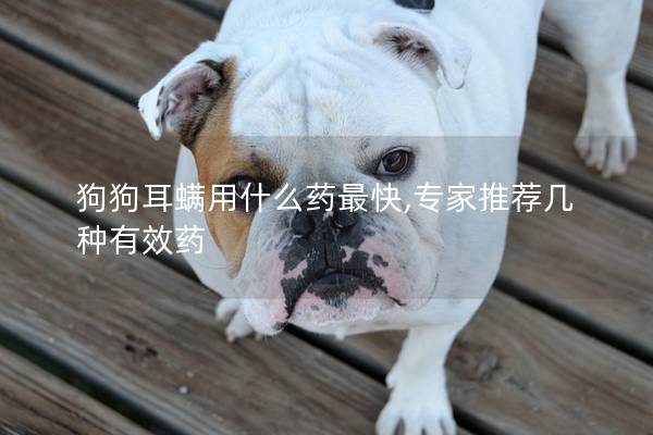 狗狗耳螨用什么药最快,专家推荐几种有效药