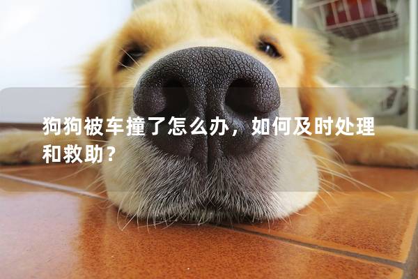 狗狗被车撞了怎么办，如何及时处理和救助？