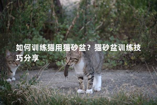 如何训练猫用猫砂盆？猫砂盆训练技巧分享