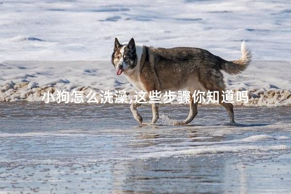 小狗怎么洗澡,这些步骤你知道吗