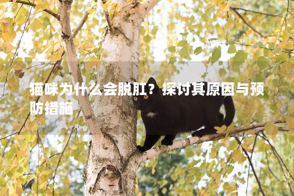 猫咪为什么会脱肛？探讨其原因与预防措施