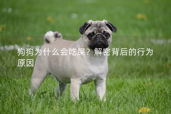 狗狗为什么会吃屎？解密背后的行为原因