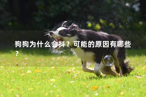 狗狗为什么会抖？可能的原因有哪些？