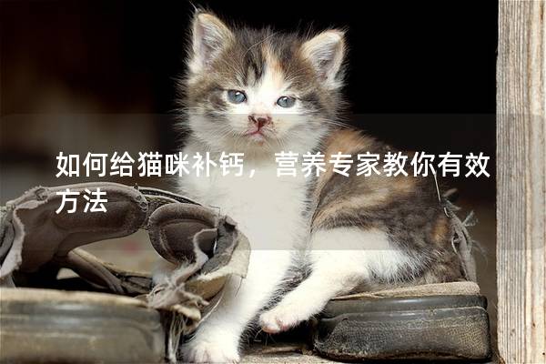 如何给猫咪补钙，营养专家教你有效方法