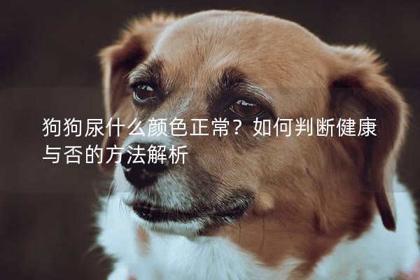 狗狗尿什么颜色正常？如何判断健康与否的方法解析