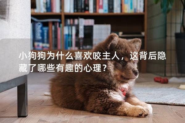 小狗狗为什么喜欢咬主人，这背后隐藏了哪些有趣的心理？