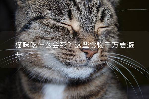 猫咪吃什么会死？这些食物千万要避开