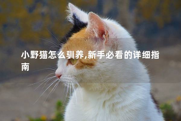 小野猫怎么驯养,新手必看的详细指南