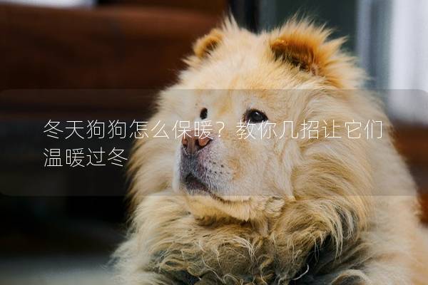 冬天狗狗怎么保暖？教你几招让它们温暖过冬