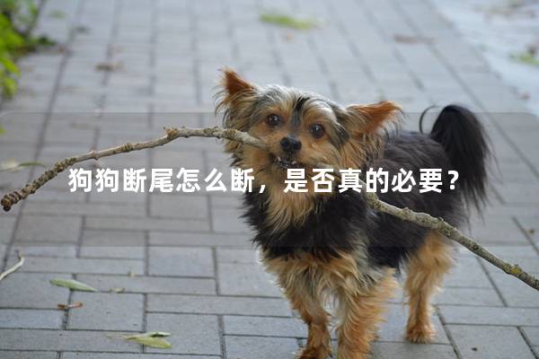 狗狗断尾怎么断，是否真的必要？