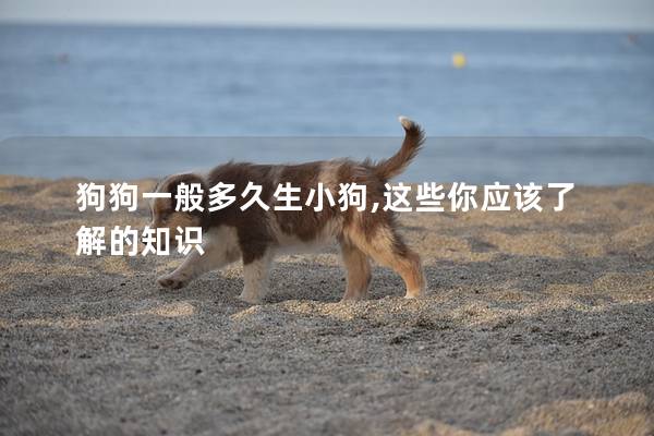 狗狗一般多久生小狗,这些你应该了解的知识