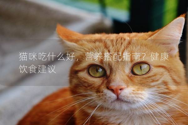 猫咪吃什么好，营养搭配指南？健康饮食建议
