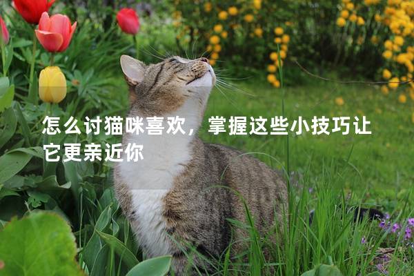 怎么讨猫咪喜欢，掌握这些小技巧让它更亲近你