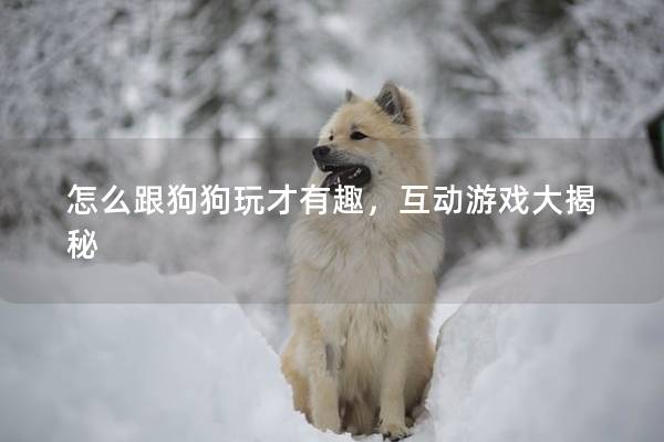 怎么跟狗狗玩才有趣，互动游戏大揭秘