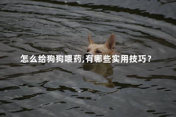 怎么给狗狗喂药,有哪些实用技巧？