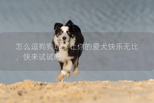 怎么逗狗狗玩，让你的爱犬快乐无比，快来试试吧