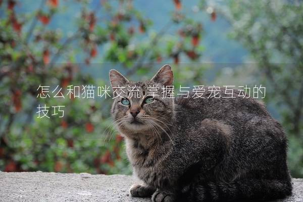 怎么和猫咪交流,掌握与爱宠互动的技巧