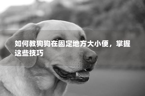 如何教狗狗在固定地方大小便，掌握这些技巧