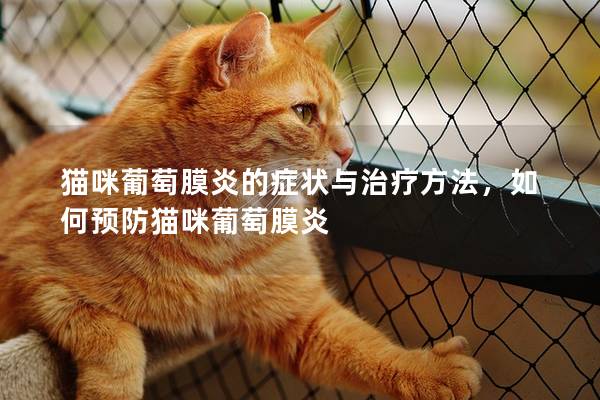 猫咪葡萄膜炎的症状与治疗方法，如何预防猫咪葡萄膜炎