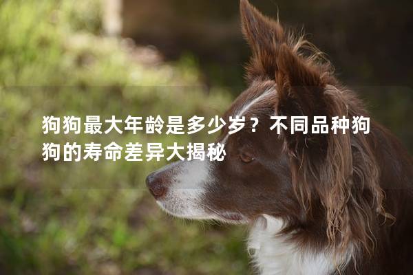 狗狗最大年龄是多少岁？不同品种狗狗的寿命差异大揭秘