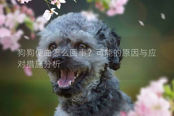 狗狗便血怎么回事？可能的原因与应对措施分析