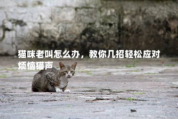猫咪老叫怎么办，教你几招轻松应对烦恼猫声