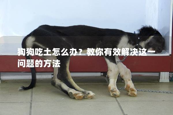 狗狗吃土怎么办？教你有效解决这一问题的方法