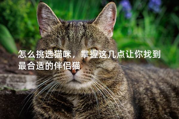 怎么挑选猫咪，掌握这几点让你找到最合适的伴侣猫