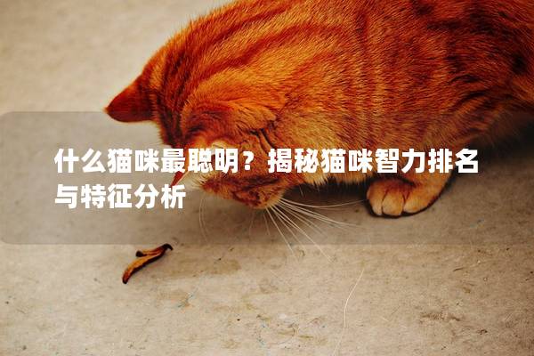 什么猫咪最聪明？揭秘猫咪智力排名与特征分析
