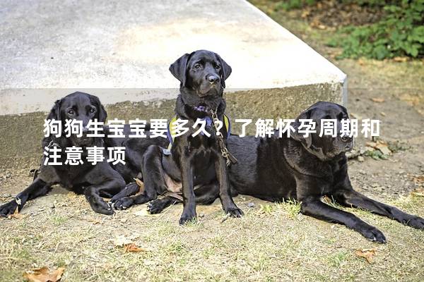 狗狗生宝宝要多久？了解怀孕周期和注意事项