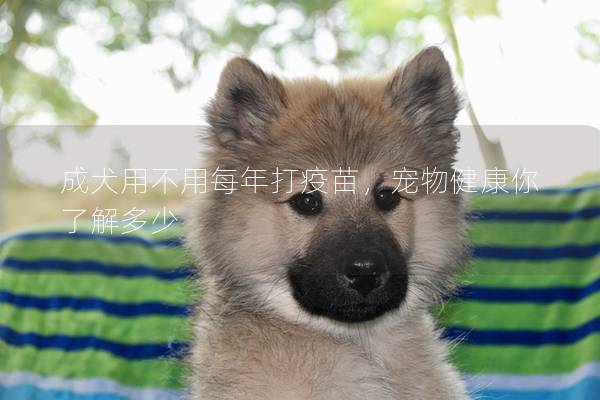 成犬用不用每年打疫苗，宠物健康你了解多少