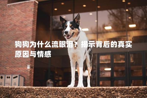 狗狗为什么流眼泪？揭示背后的真实原因与情感