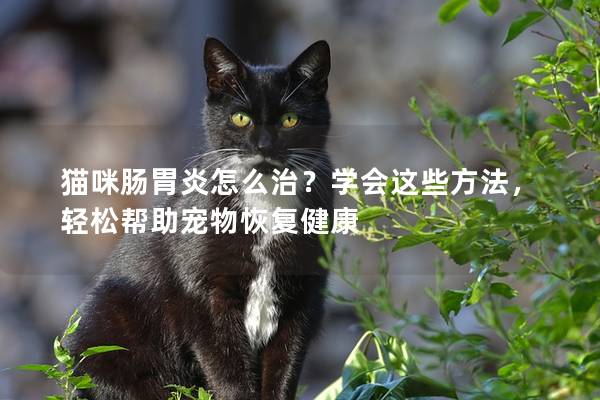 猫咪肠胃炎怎么治？学会这些方法，轻松帮助宠物恢复健康