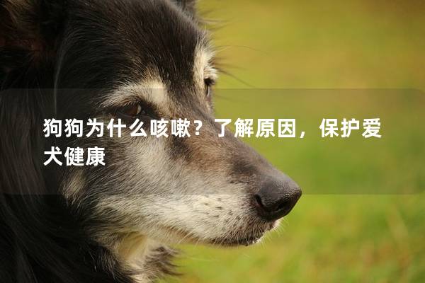 狗狗为什么咳嗽？了解原因，保护爱犬健康