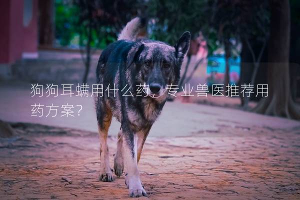 狗狗耳螨用什么药，专业兽医推荐用药方案？