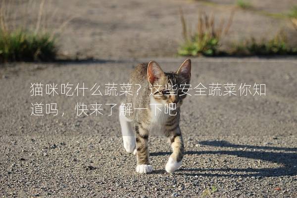 猫咪吃什么蔬菜？这些安全蔬菜你知道吗，快来了解一下吧