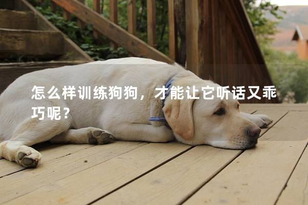 怎么样训练狗狗，才能让它听话又乖巧呢？