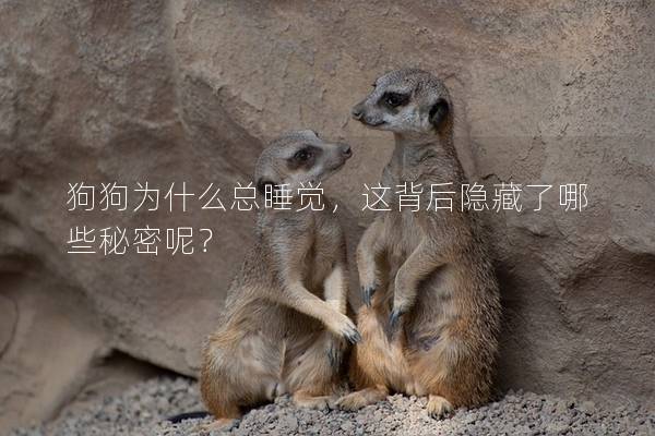 狗狗为什么总睡觉，这背后隐藏了哪些秘密呢？