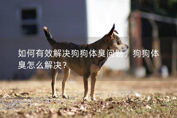 如何有效解决狗狗体臭问题，狗狗体臭怎么解决？