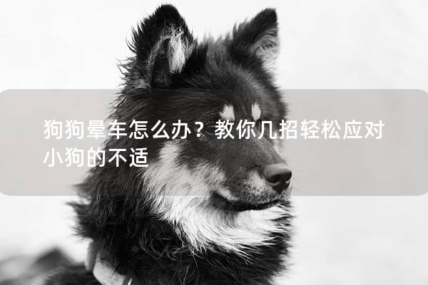 狗狗晕车怎么办？教你几招轻松应对小狗的不适