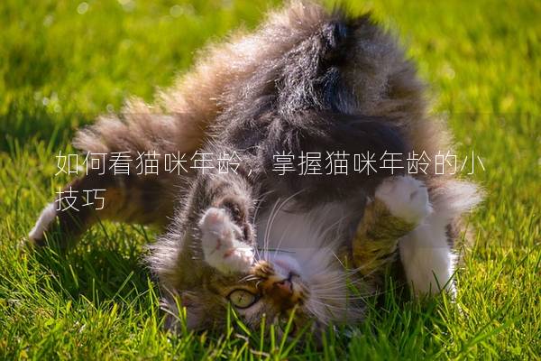 如何看猫咪年龄，掌握猫咪年龄的小技巧