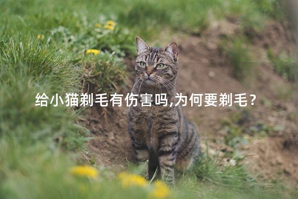 给小猫剃毛有伤害吗,为何要剃毛？