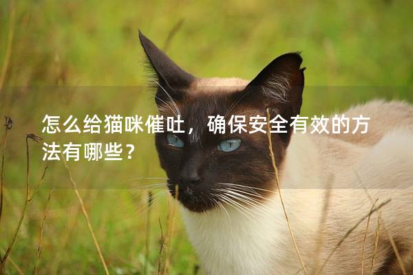怎么给猫咪催吐，确保安全有效的方法有哪些？