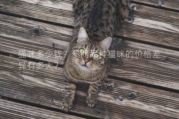 猫咪多少钱？不同品种猫咪的价格差异有多大？