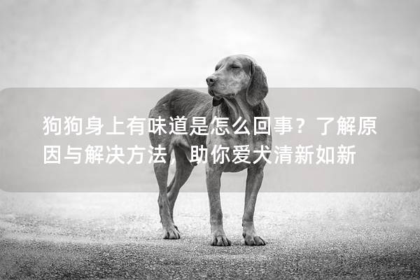 狗狗身上有味道是怎么回事？了解原因与解决方法，助你爱犬清新如新