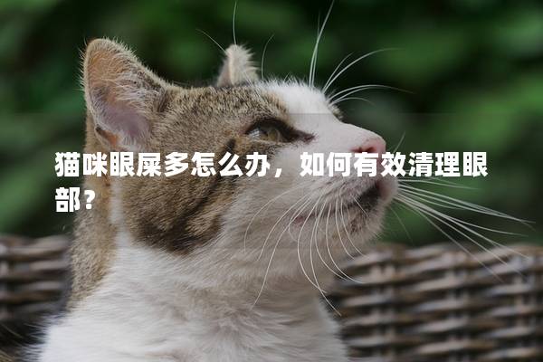 猫咪眼屎多怎么办，如何有效清理眼部？