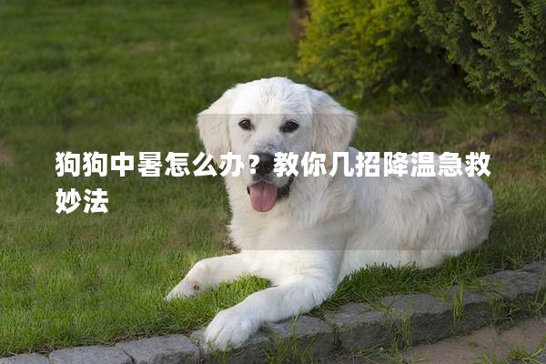 狗狗中暑怎么办？教你几招降温急救妙法