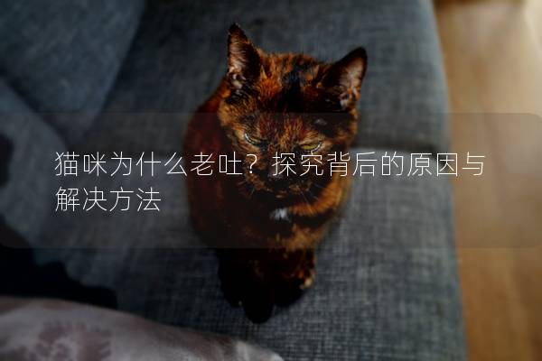猫咪为什么老吐？探究背后的原因与解决方法